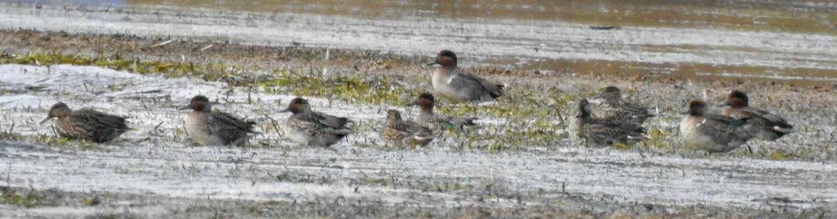 Green-winged Teal - ML382895031
