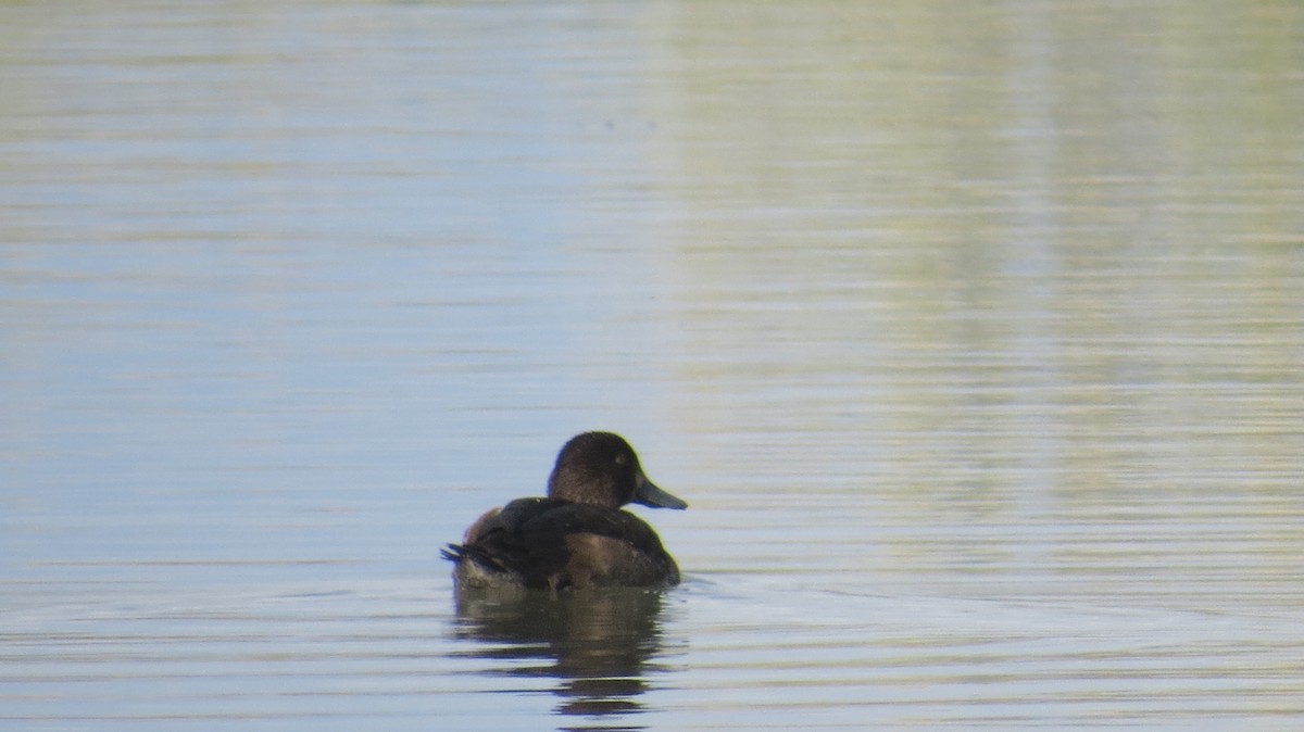 Greater Scaup - ML38289881