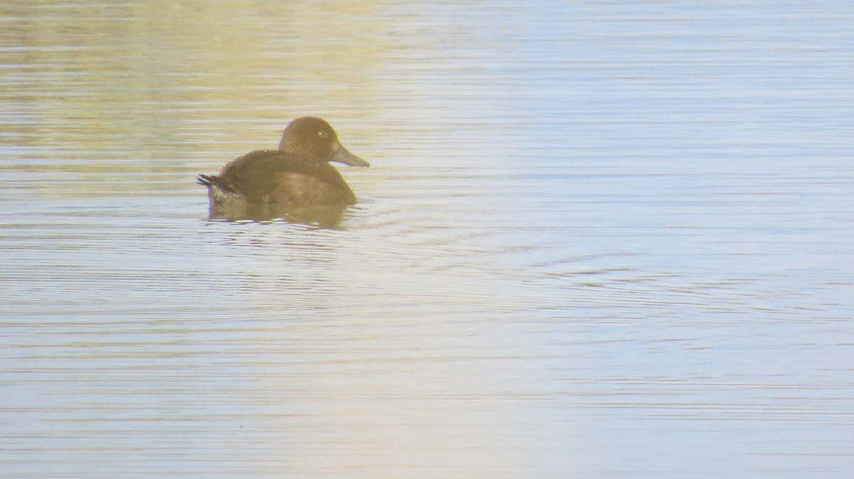 Greater Scaup - ML38289891