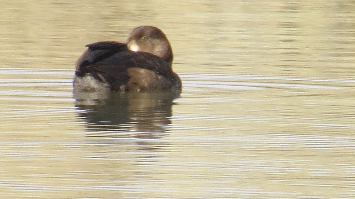 Greater Scaup - ML38289901