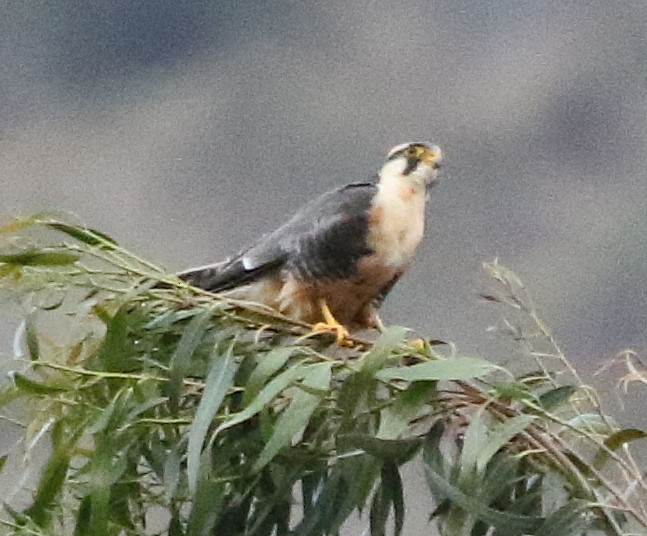 Aplomado Falcon - ML382901761