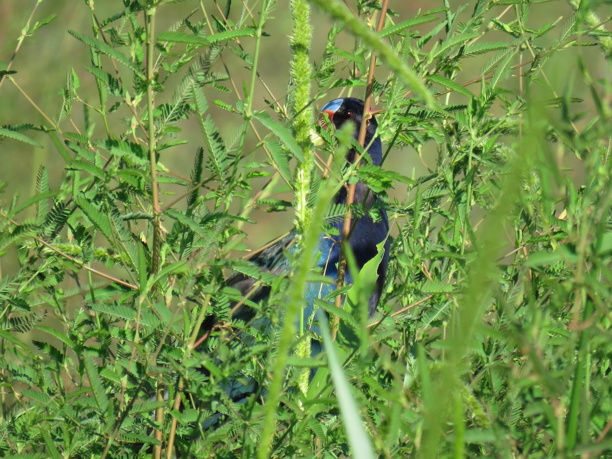 Purple Gallinule - John van Dort