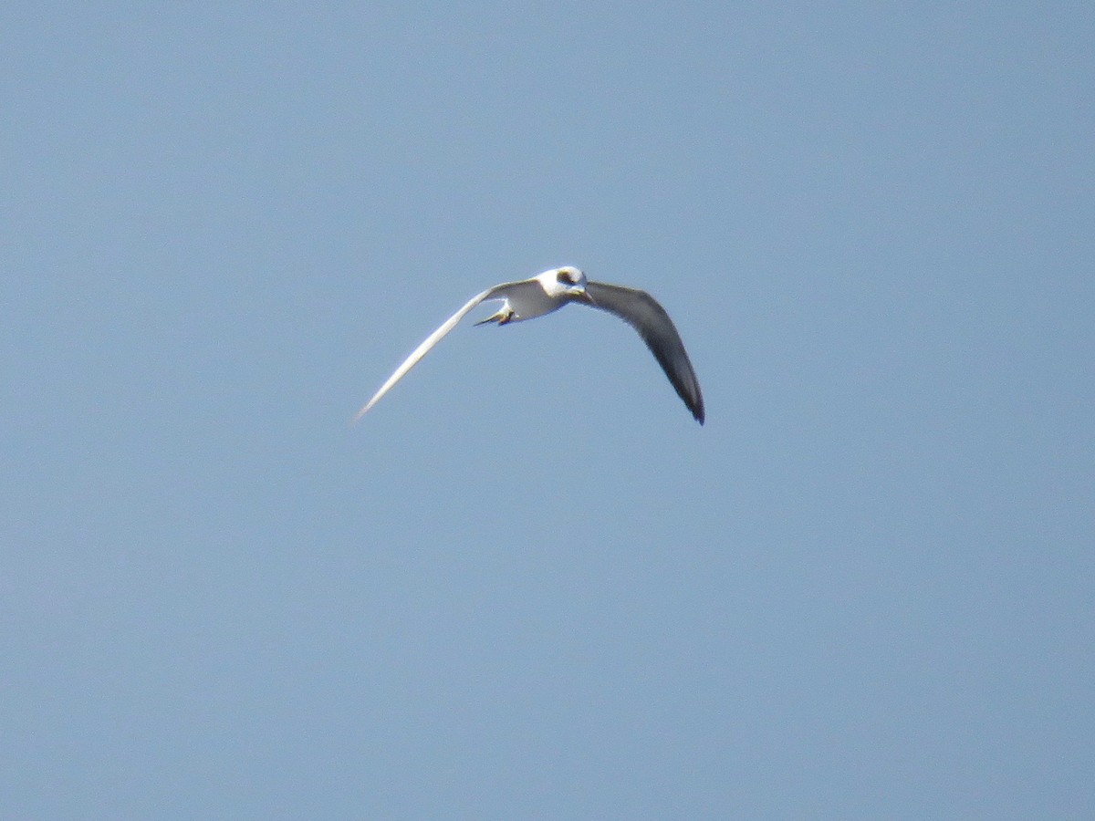 Forster's Tern - ML38290331