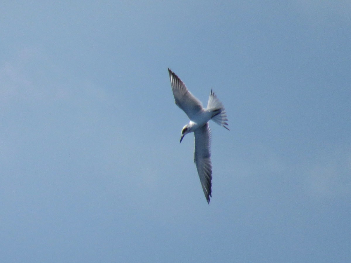 Forster's Tern - ML38290351