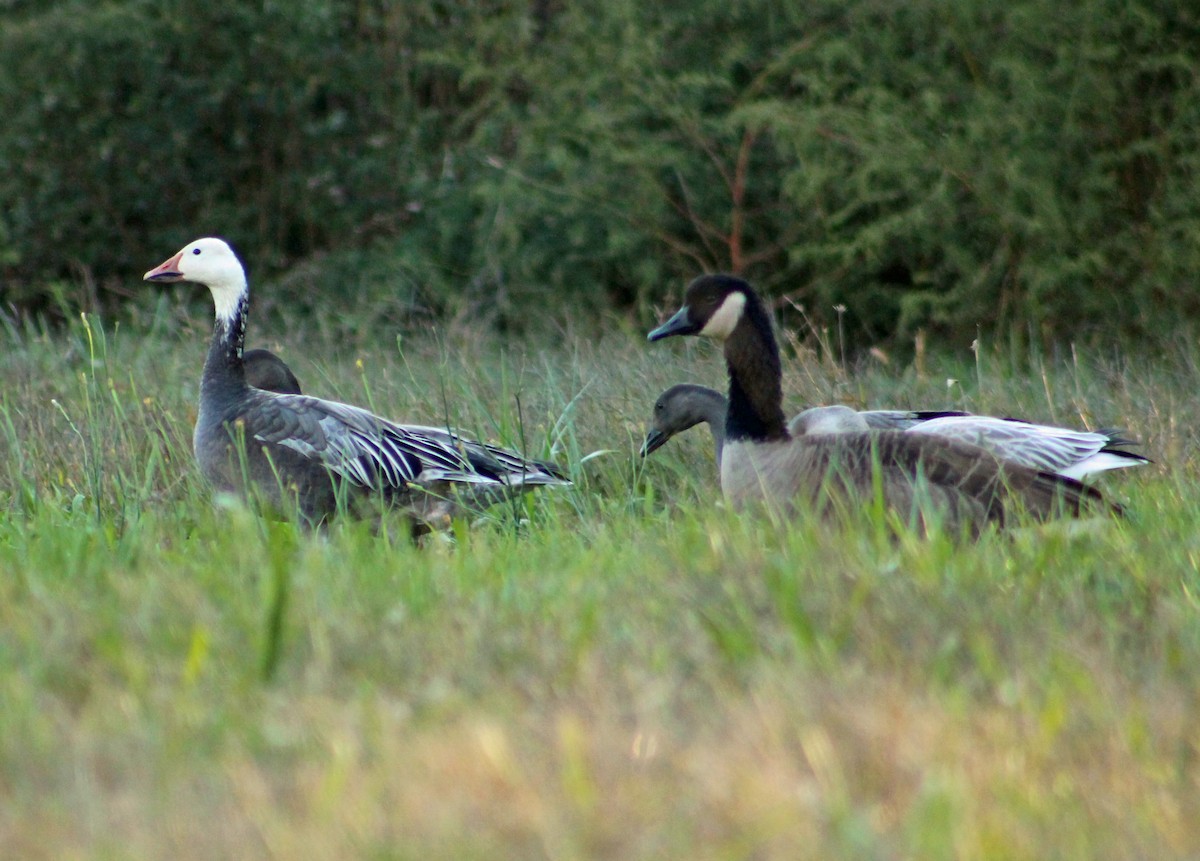 Snow Goose - ML38290371