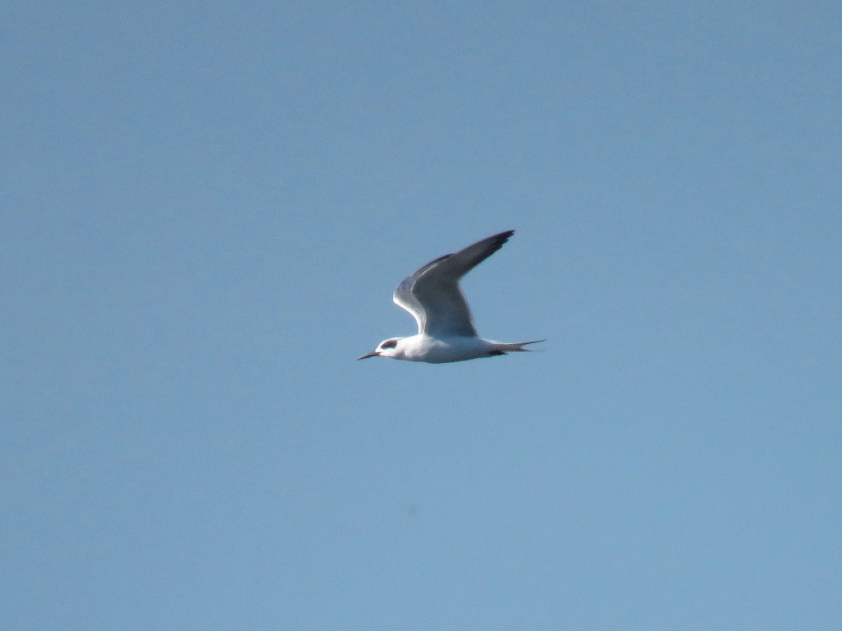 Forster's Tern - ML38290391