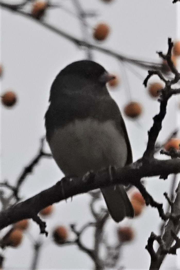 Junco Ojioscuro - ML382906471