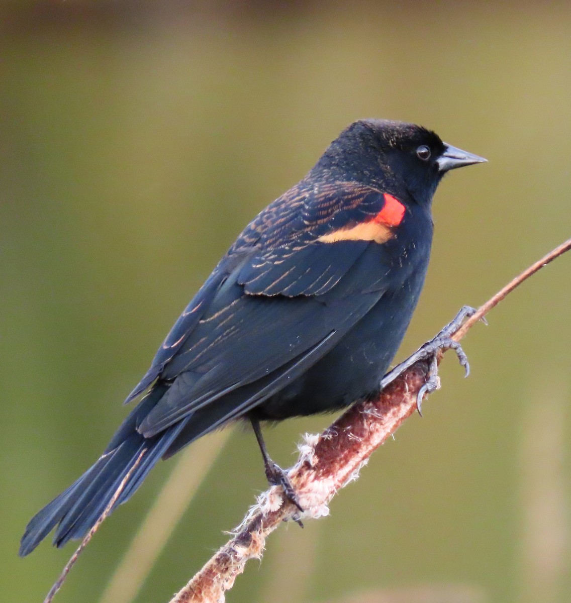 Red-winged Blackbird - ML382906941