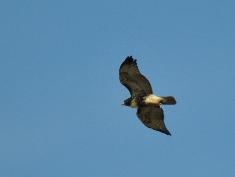 Red-tailed Hawk - ML382907481