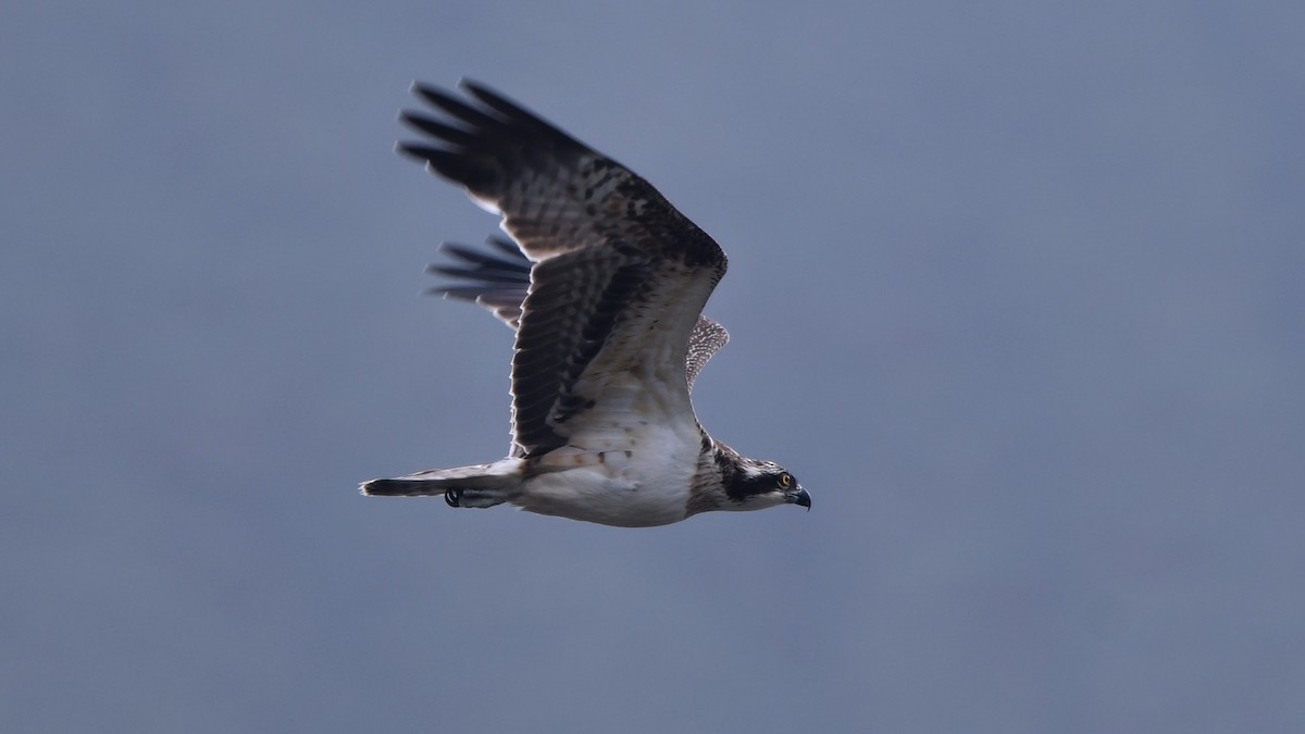 Águila Pescadora - ML382907681