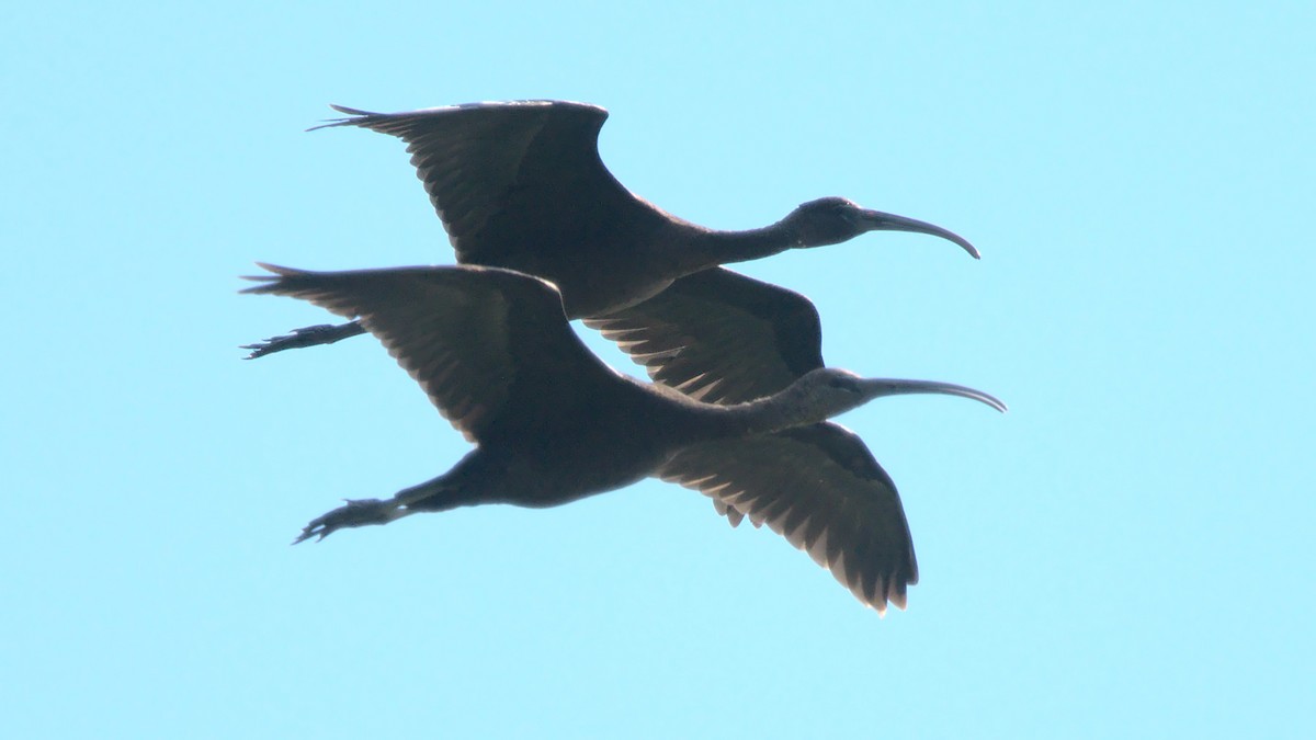 Glossy Ibis - Luca Gugelmann