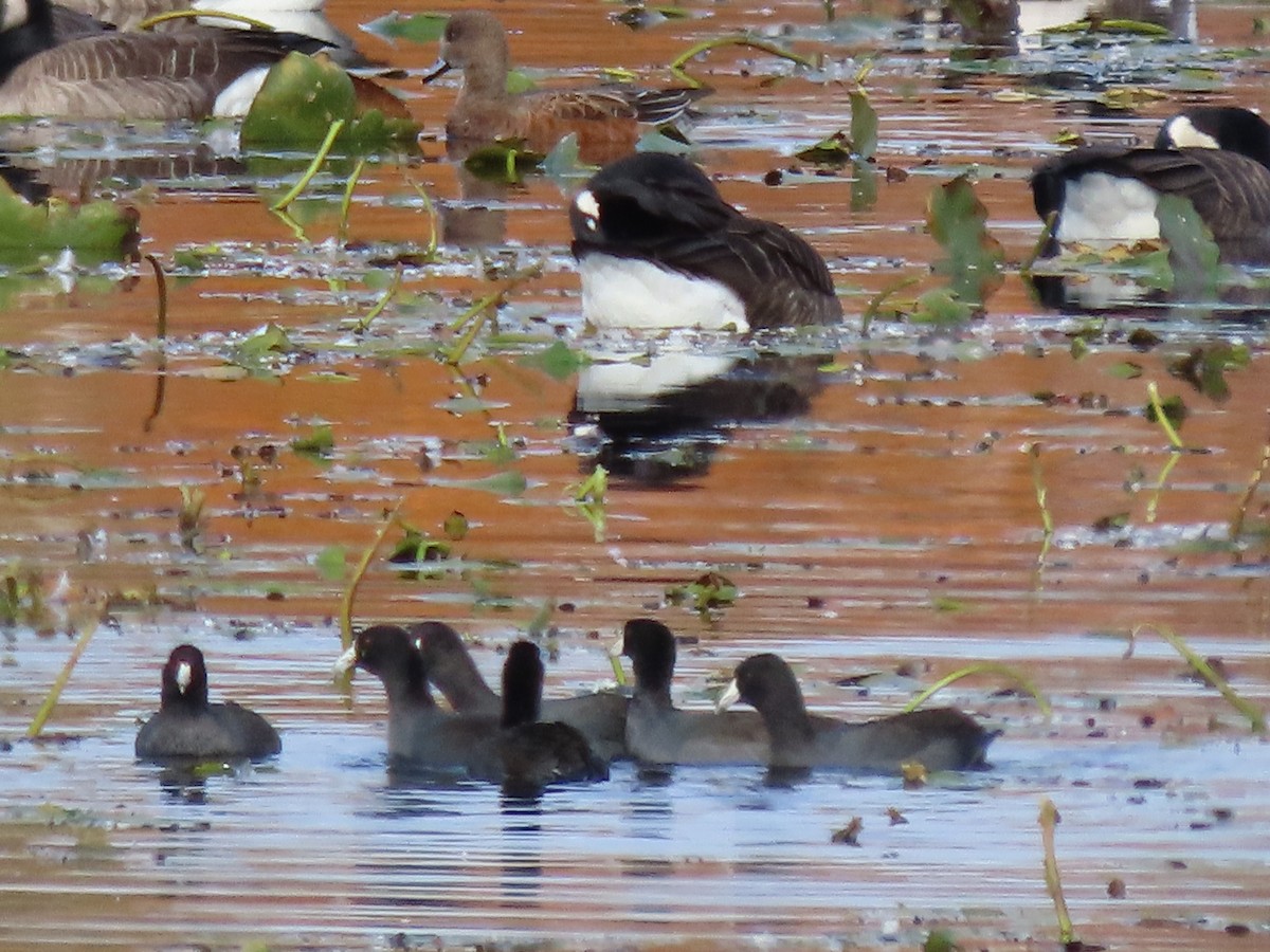 American Coot - ML382909761