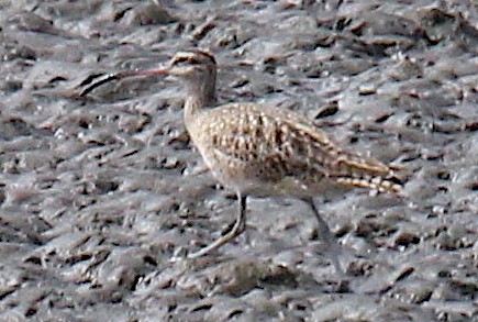 Whimbrel - ML382909941