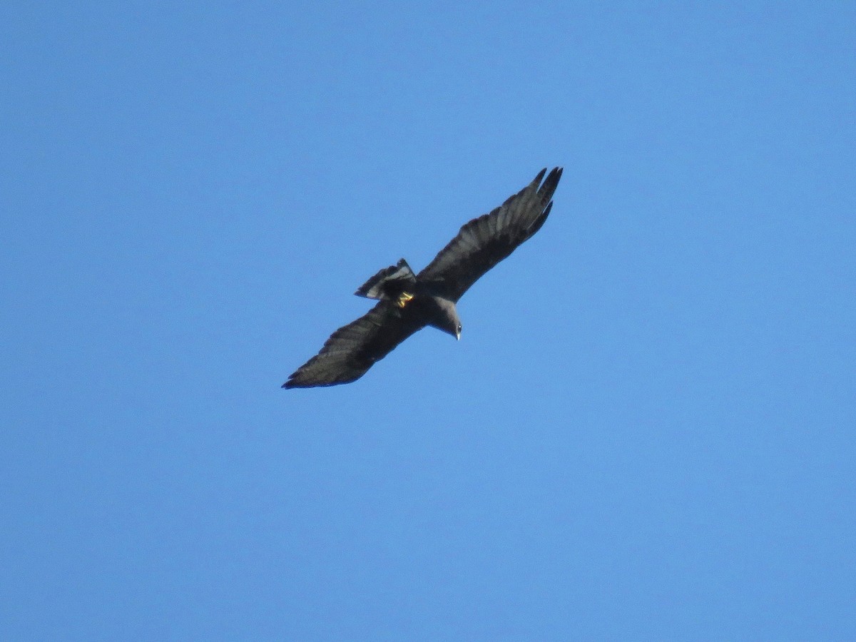 Zone-tailed Hawk - ML38291001