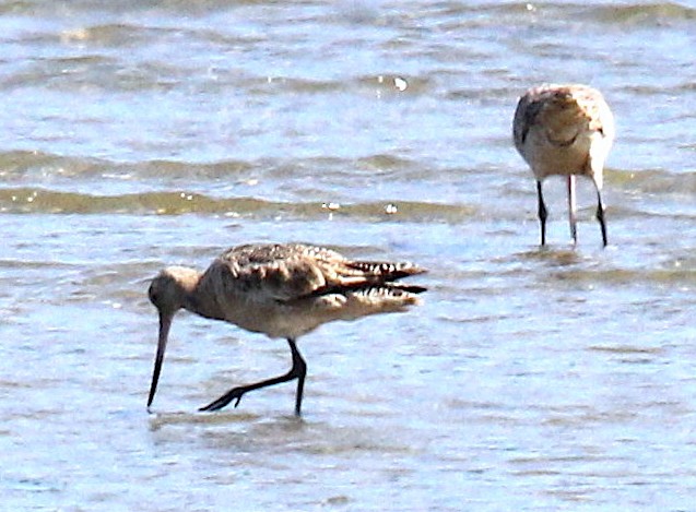 Marbled Godwit - ML382910021