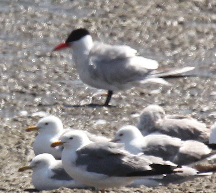 Caspian Tern - ML382910301