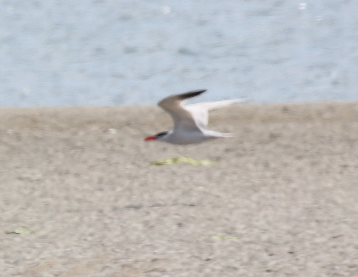 Caspian Tern - ML382910341