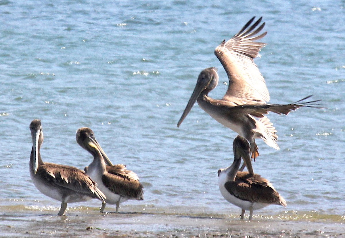 Brown Pelican - ML382910361