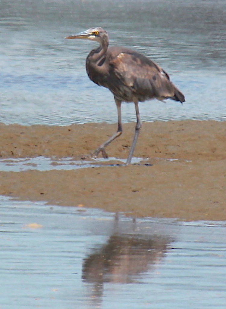 Garza Azulada (grupo herodias) - ML382910411