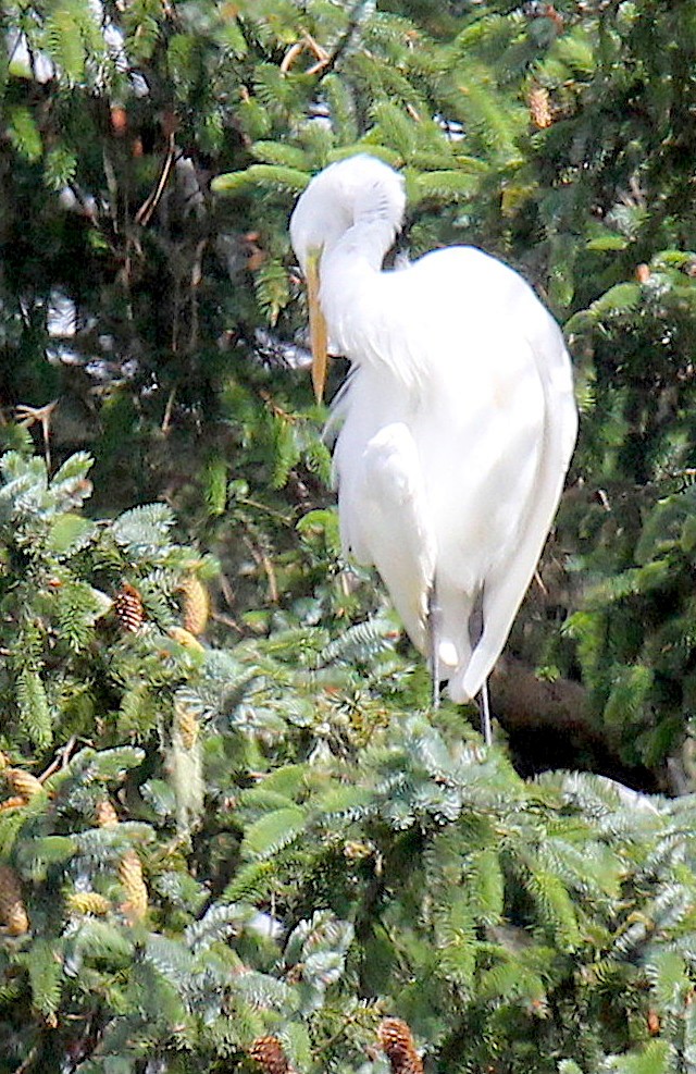 Great Egret - ML382910491