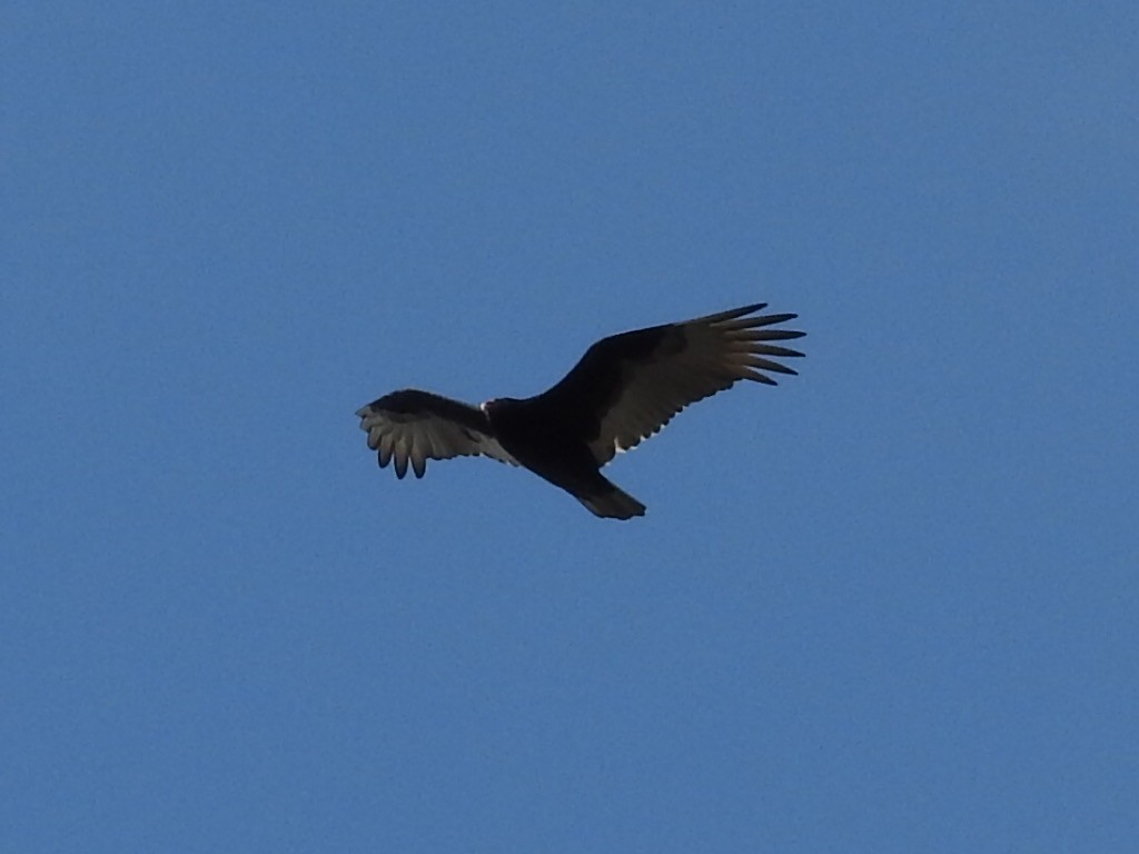 Turkey Vulture - ML382911241