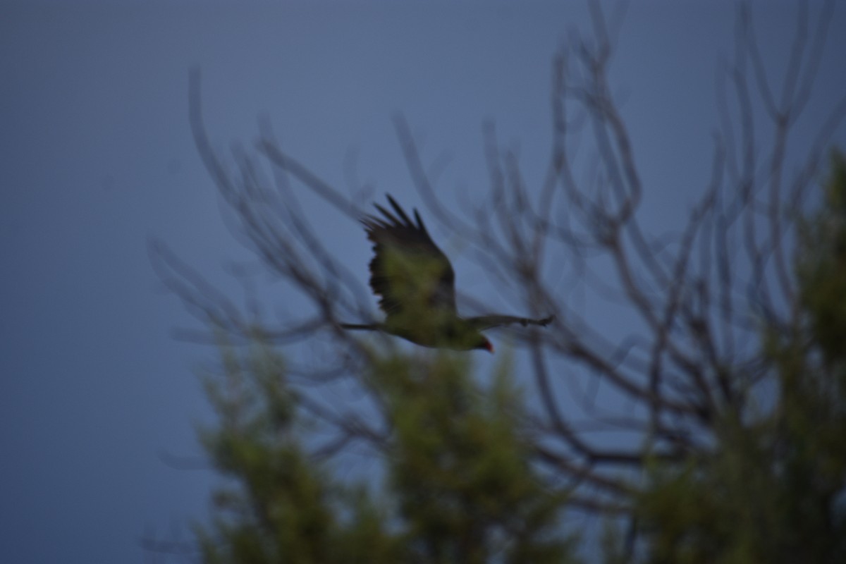 Turkey Vulture (Northern) - ML382911311