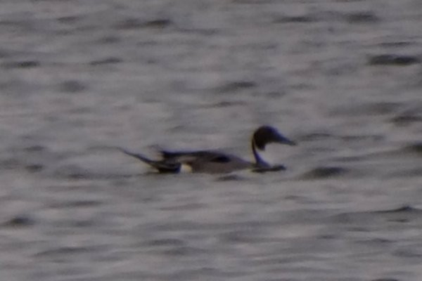 Northern Pintail - ML38291191