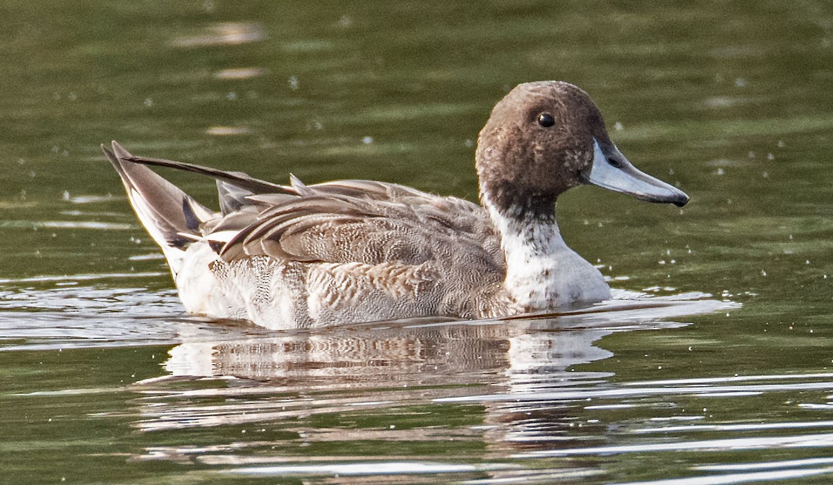 Northern Pintail - Margaret & Fred Parkes