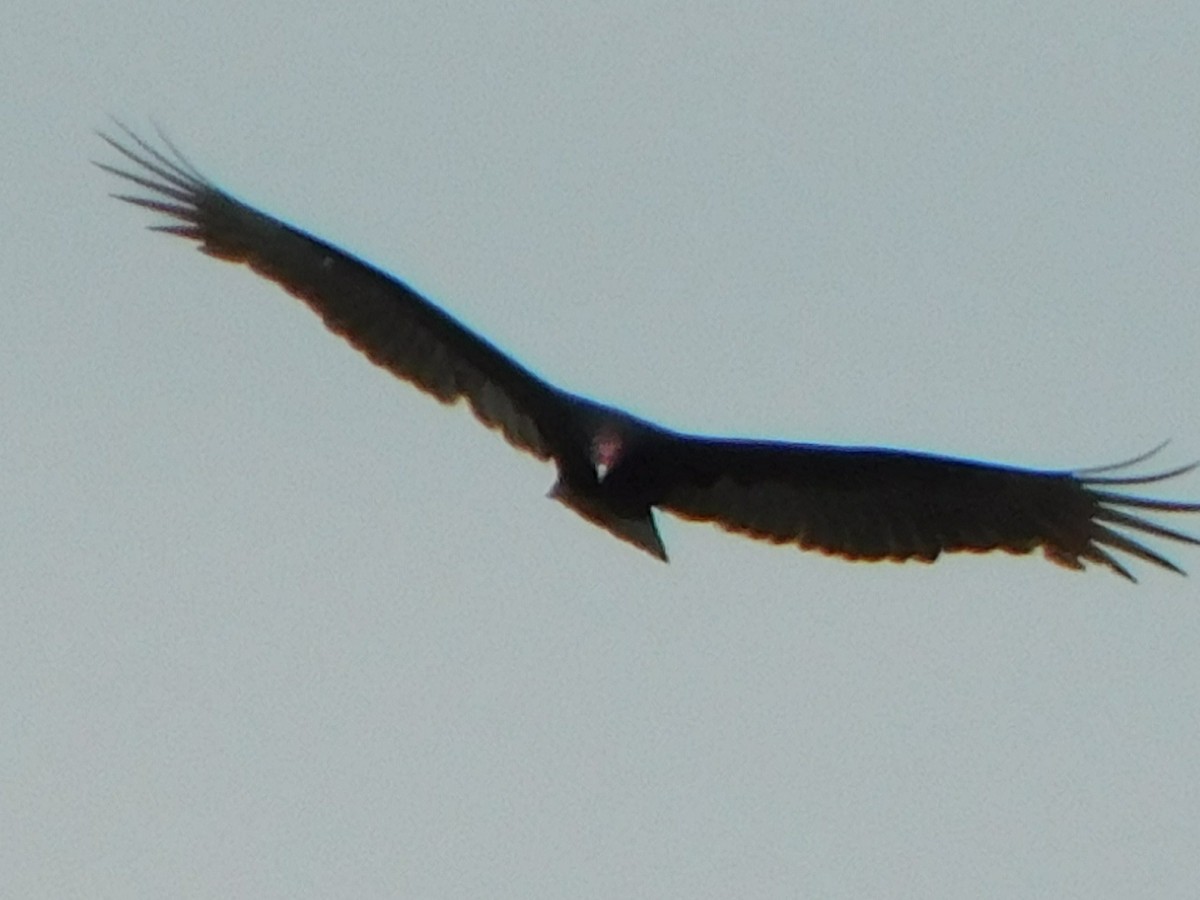 Turkey Vulture - ML382914591