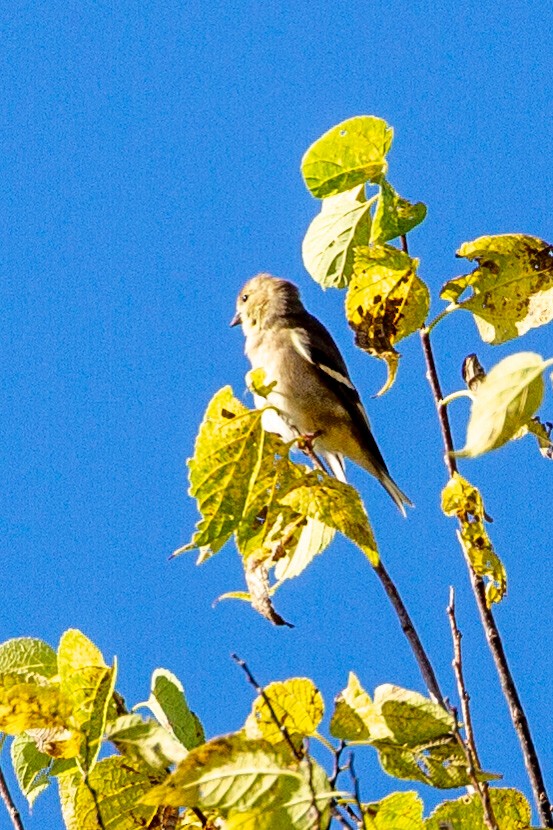 American Goldfinch - ML382915511