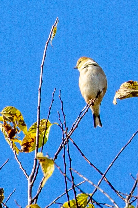 American Goldfinch - ML382915521
