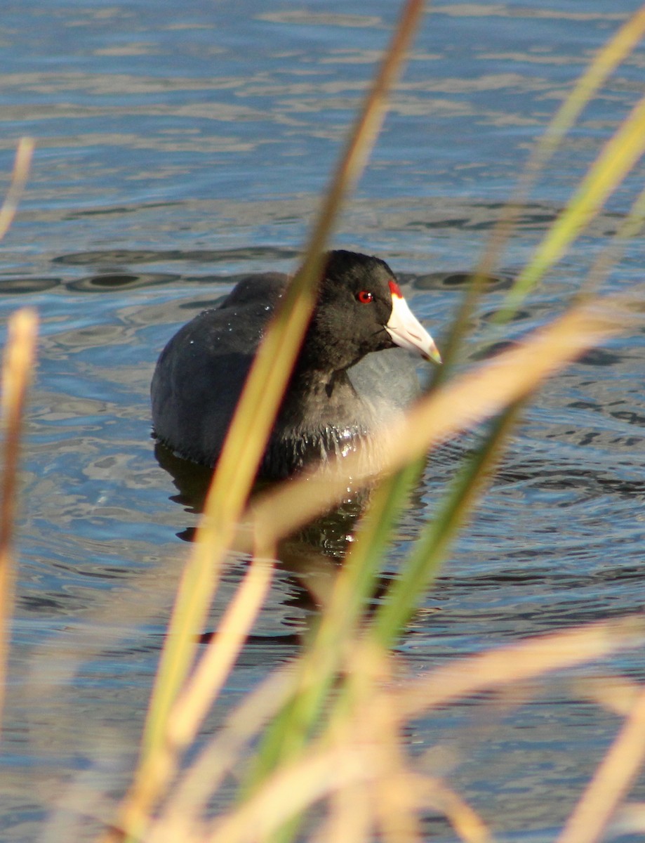 American Coot - Laura Campbell