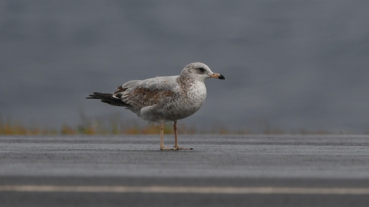 Ring-billed Gull - ML382916901