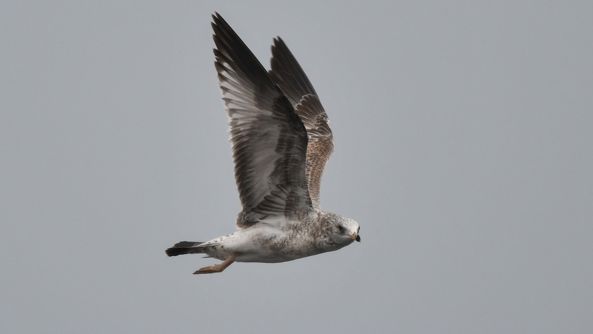 Ring-billed Gull - ML382916931