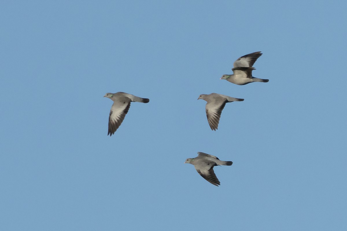 Stock Dove - ML382917861