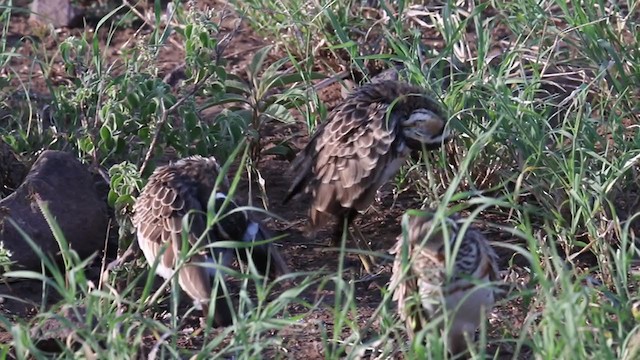 Three-banded Courser - ML382919231