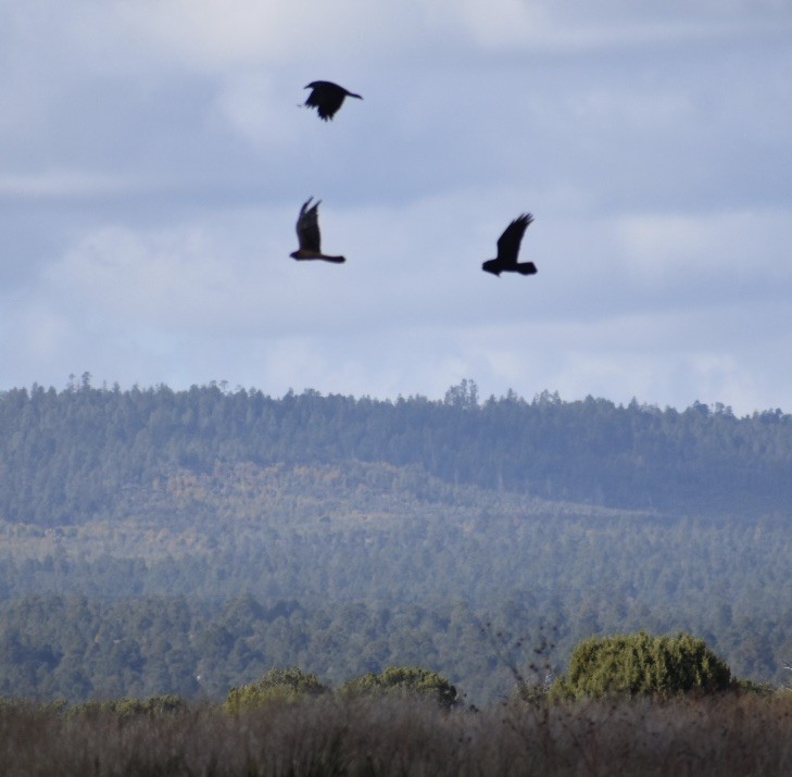 Northern Harrier - ML382919511