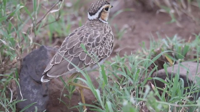Three-banded Courser - ML382919531