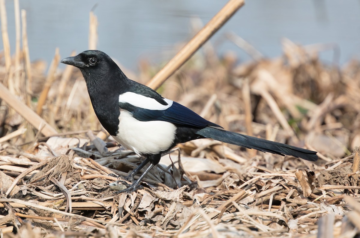 Oriental Magpie - ML382920751