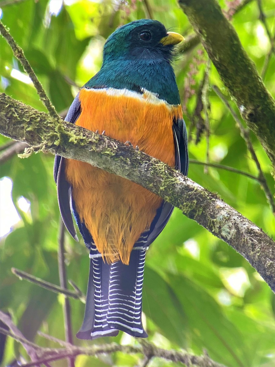 Collared Trogon - ML382922171