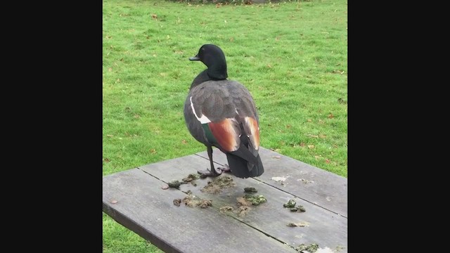 Paradise Shelduck - ML382923061