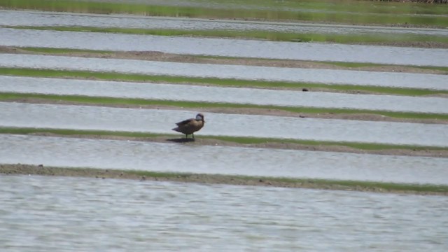 White-cheeked Pintail - ML382923201