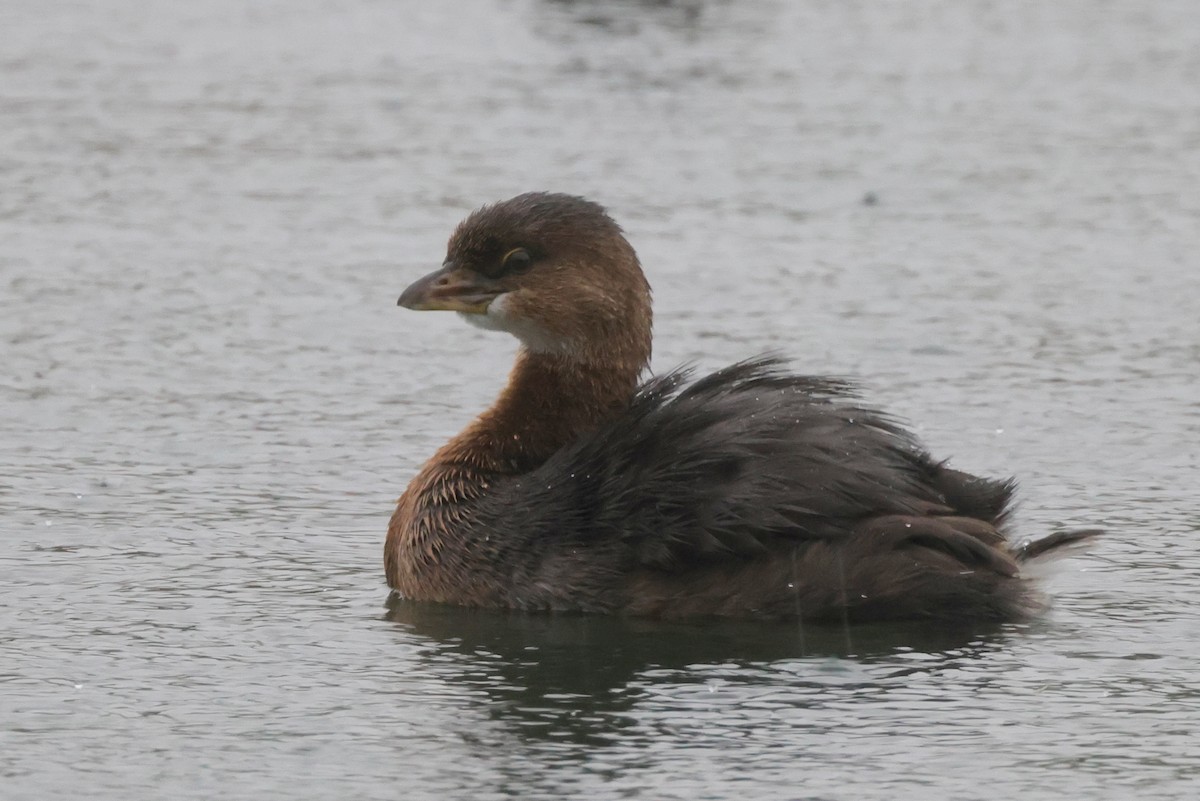 Pied-billed Grebe - ML382923511