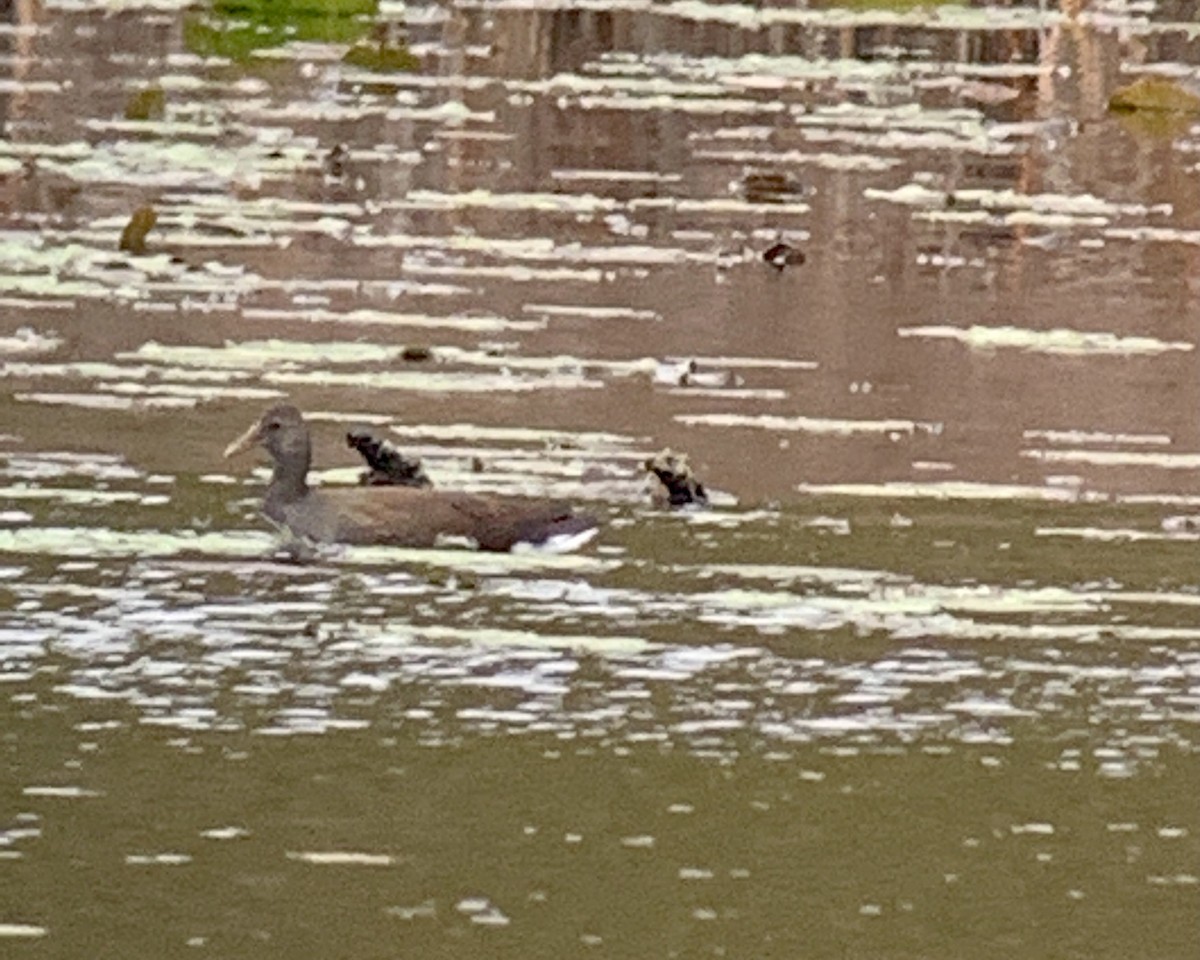 Common Gallinule - ML382923691