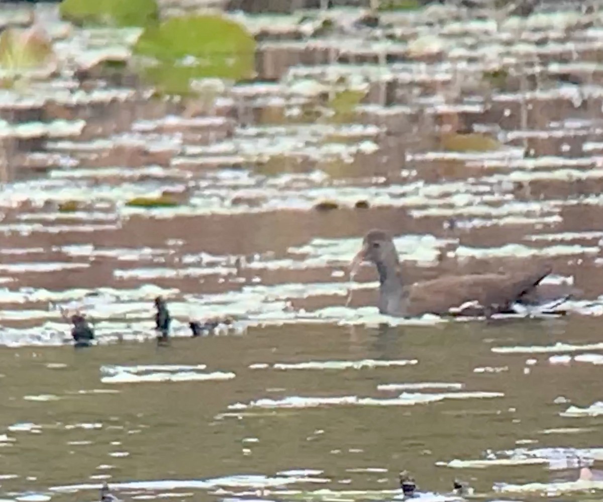 Common Gallinule - ML382923711