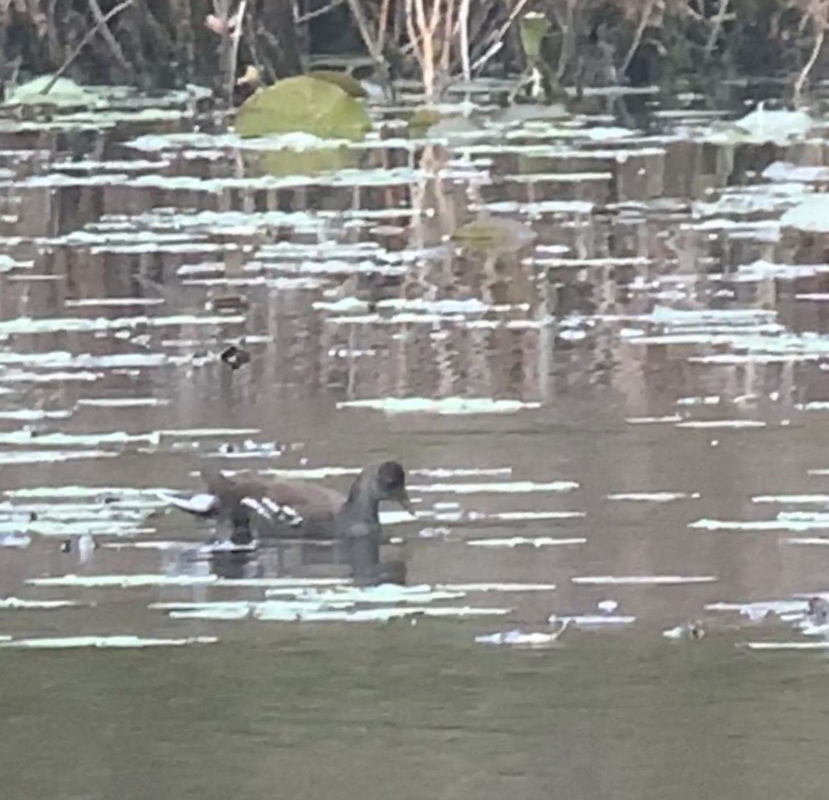 Common Gallinule - Tina Green