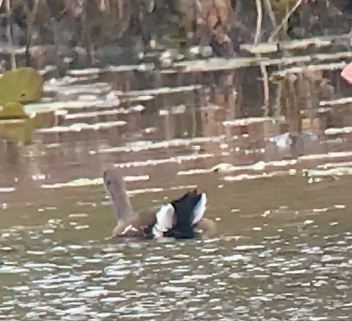 Common Gallinule - ML382923731