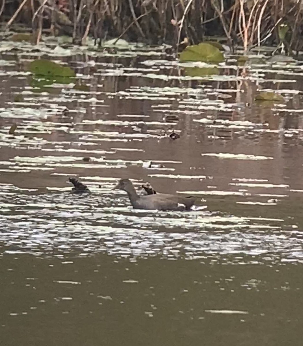 Common Gallinule - ML382923741