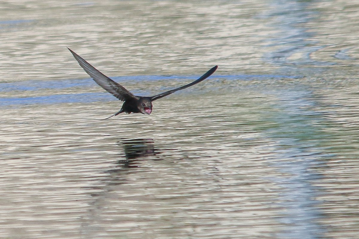 Common Swift - ML382923891