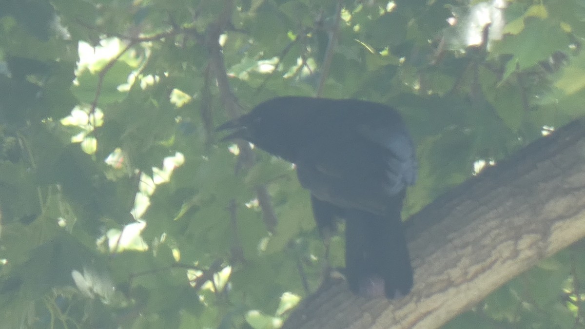 American Crow - ML382924081